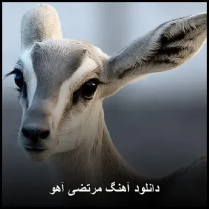 دانلود آهنگ مرتضی آهو | ترانه نوستالژی و خاطره انگیز قدیمی
